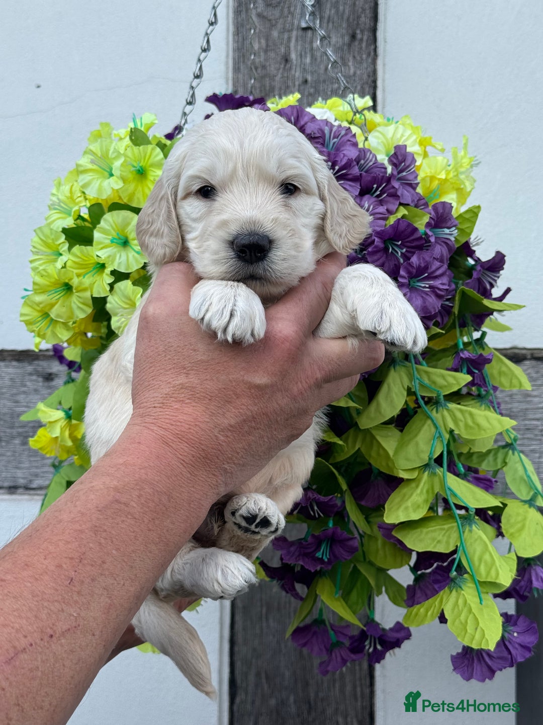 Goldendoodle dogs for sale: 8 gorgeous f1 mini goldendoodle dna clear - Image 9