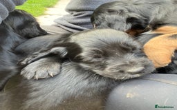 Cocker Spaniel dogs for sale: Pedigree working cocker spaniels - Image 7