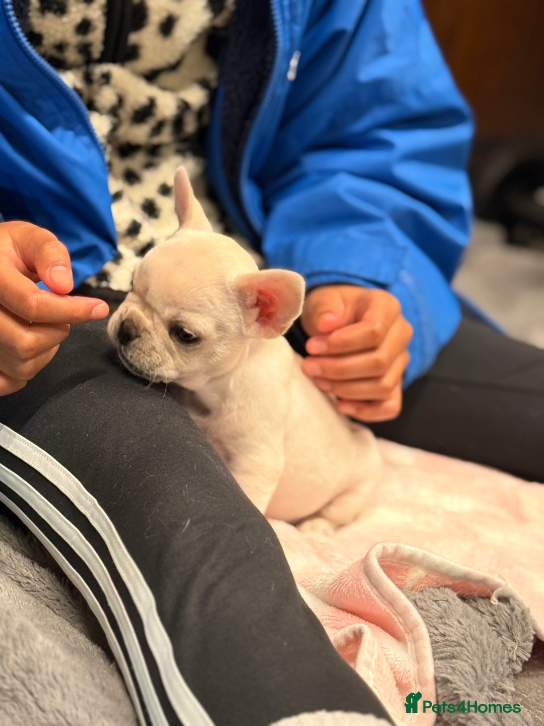 French Bulldog dogs for sale: Super Special KC Registered French Bulldog Puppies - Advert 15