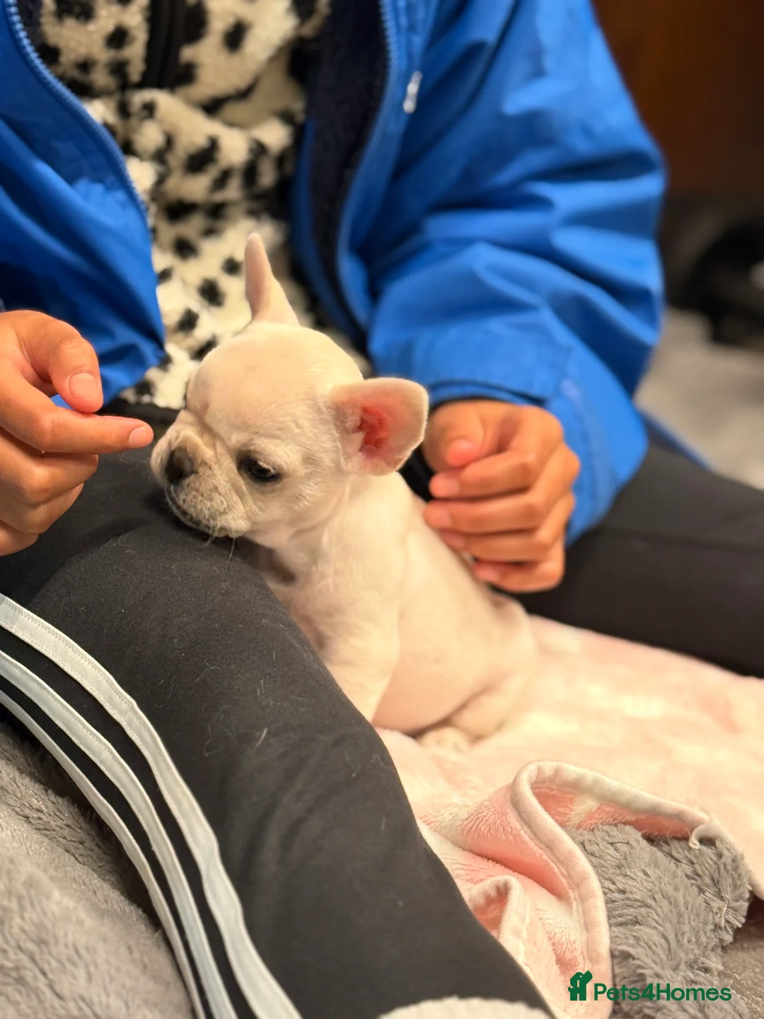 French Bulldog dogs for sale: Full KC Frenchie - 1 Beautiful little boy left - Advert 9