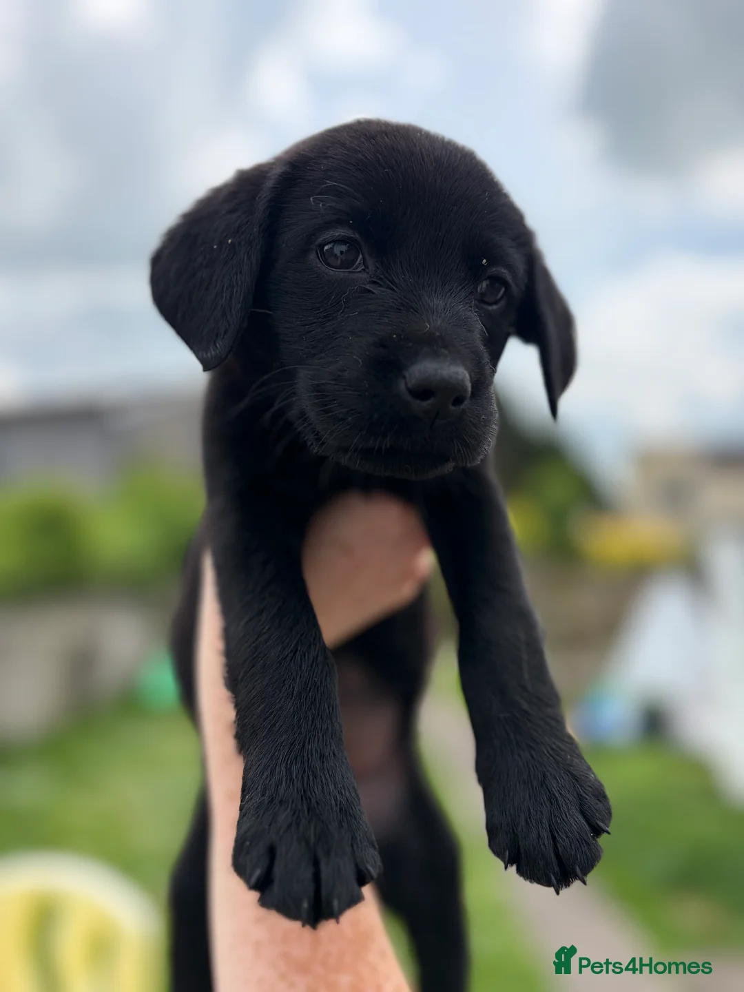 Labrador Retriever dogs for sale: Labrador Puppies - Advert 2