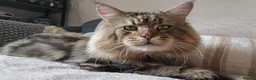 Ragcoon cats for sale: Ragcoon Kittens  - Advert 12