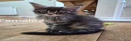 Maine Coon cats for sale: Licensed breeder-maine coon  - Advert 27