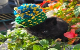 British Shorthair cats for sale: NICE BLACK KITTENS LOOKING FOR NEW HOME  - Image 9
