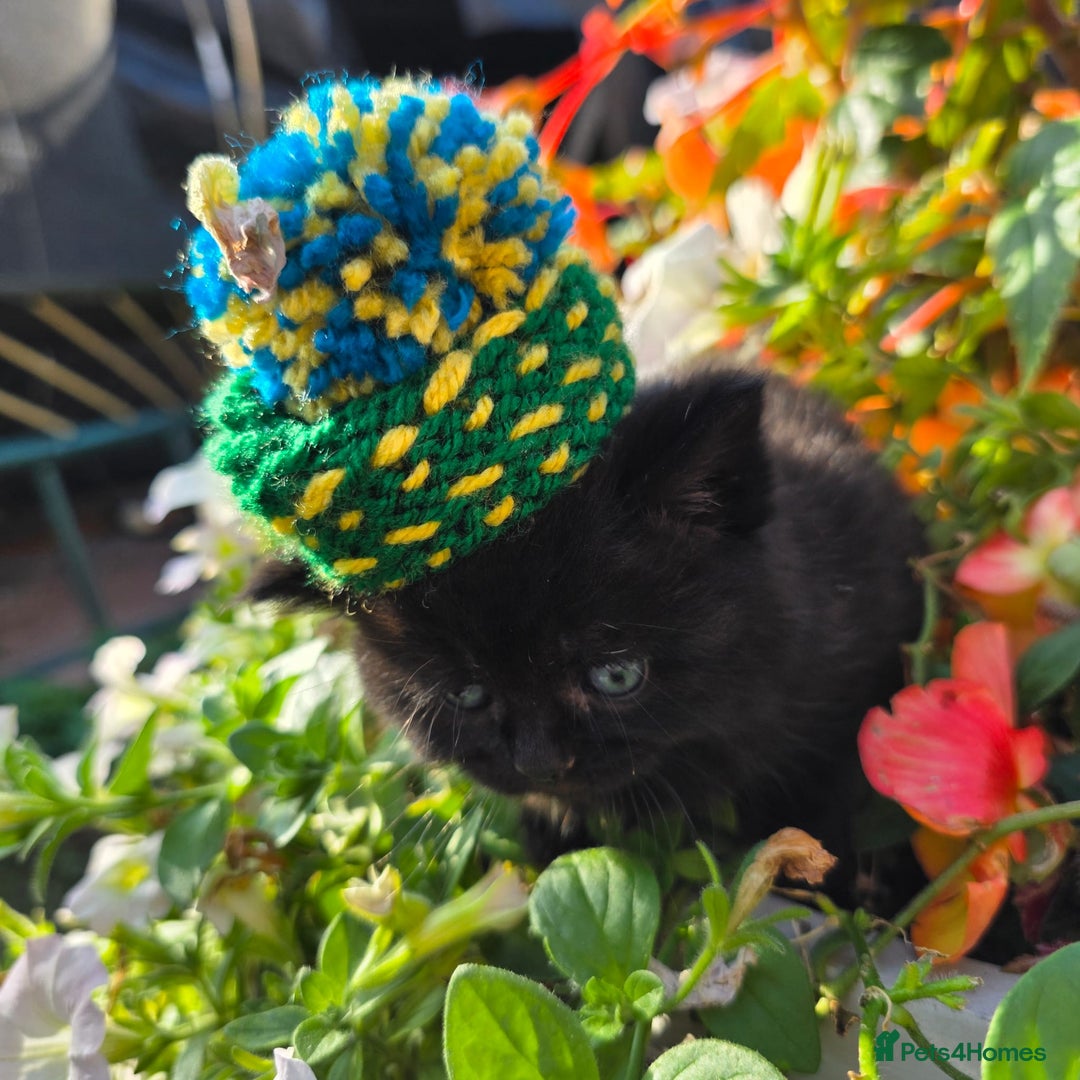 British Shorthair cats for sale: NICE BLACK KITTENS LOOKING FOR NEW HOME  - Image 9