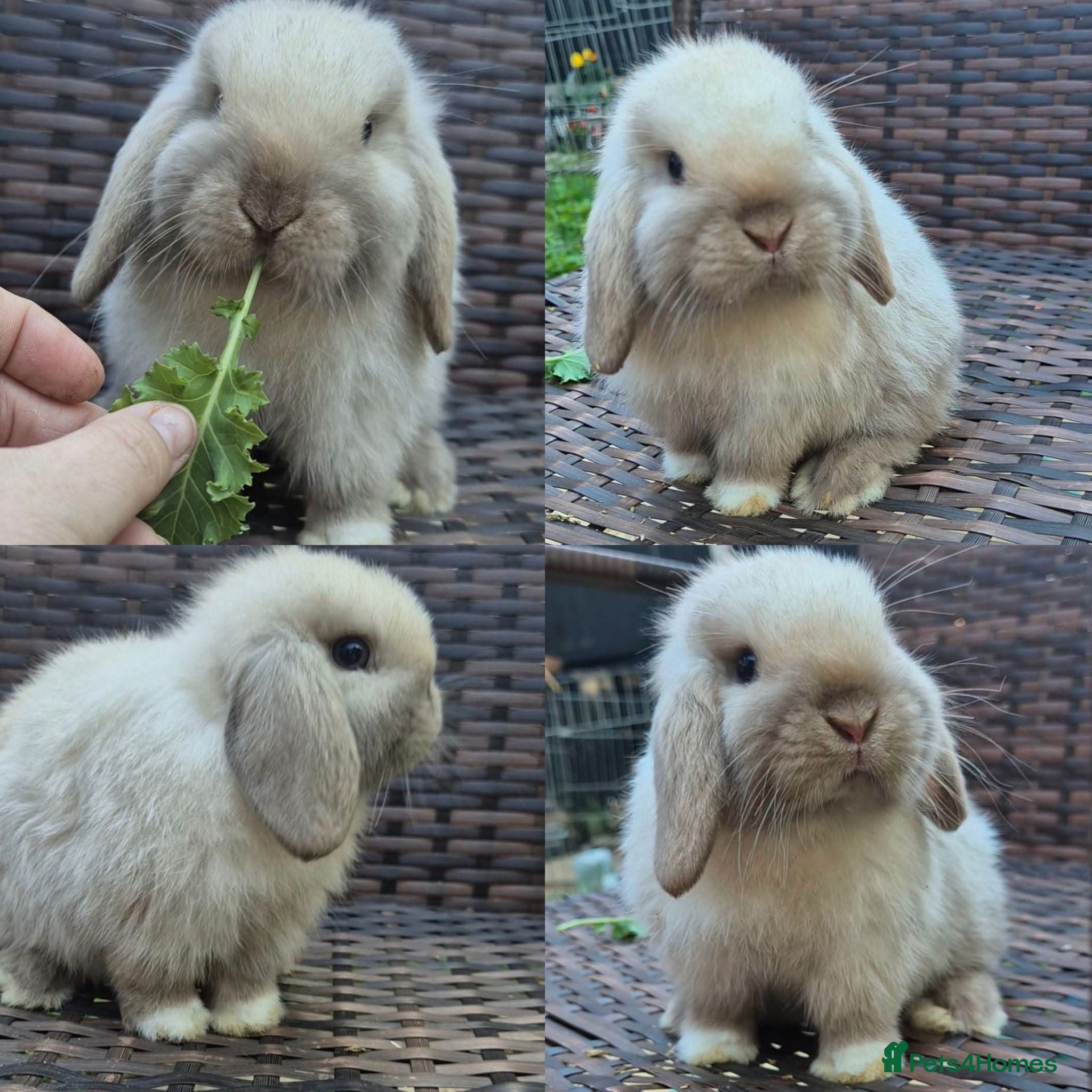 Mini Lop rabbits Mini lop Rabbit  - Advert 9