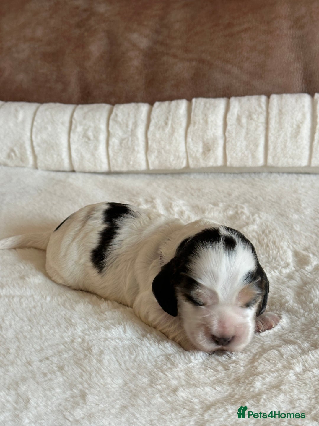 Cocker Spaniel dogs for sale: Extensively Health Tested KC Reg Puppies  - Advert 16