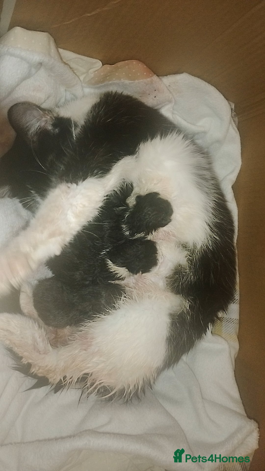 Mixed Breed cats Beautiful mixed litter for reservation  - Advert 1