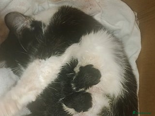 Mixed Breed cats Beautiful mixed litter for reservation - Advert 1