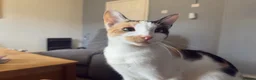 Mixed Breed cats for sale: Cats for sale  - Advert 5