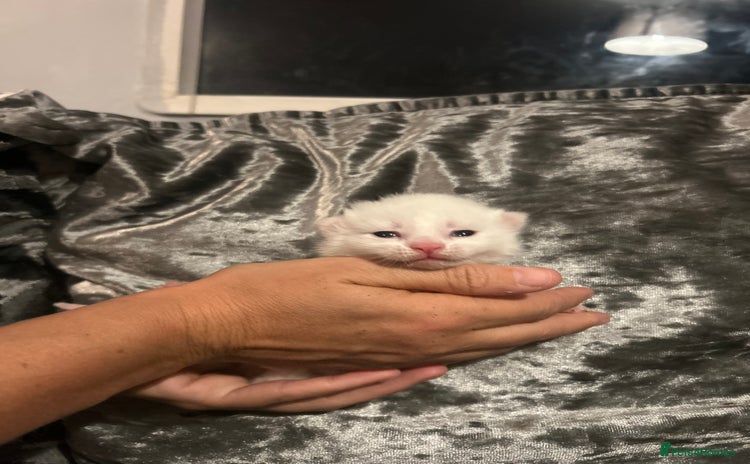 Maine Coon cats - Advert 6