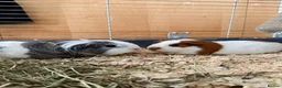 Guinea Pig rodents for sale: Bonded Neutered Male&Female Guinea Pig - Advert 3
