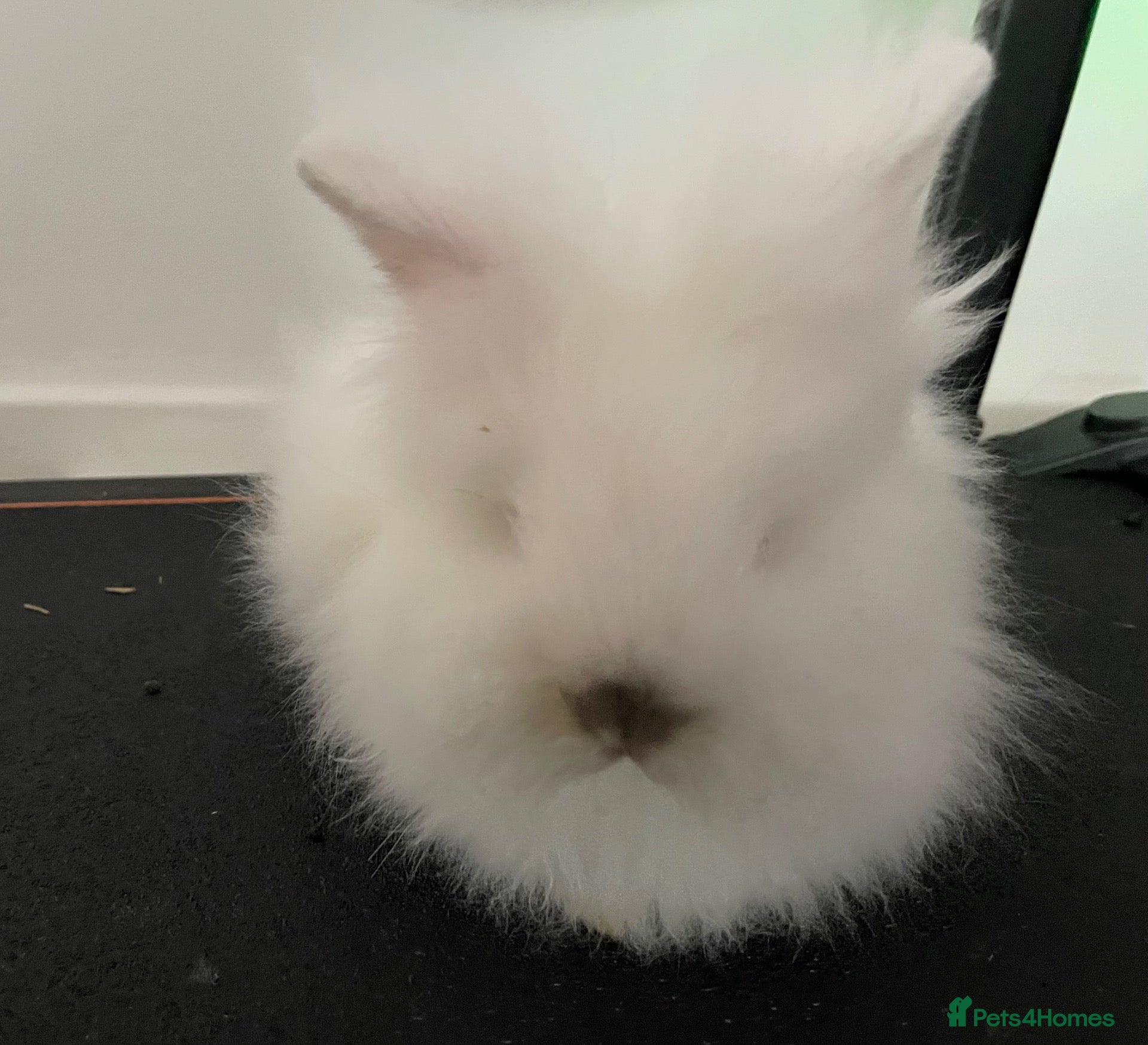 Lionhead rabbits Pure bred, and Very friendly boy 💙 - Advert 3