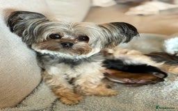 Chorkie dogs for sale: Chorkie (x2 Boys) - Image 2