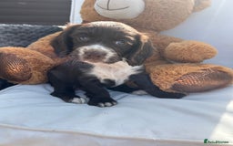 Cocker Spaniel dogs for sale: Miniature working Cocker spaniel puppies for sale - Image 35