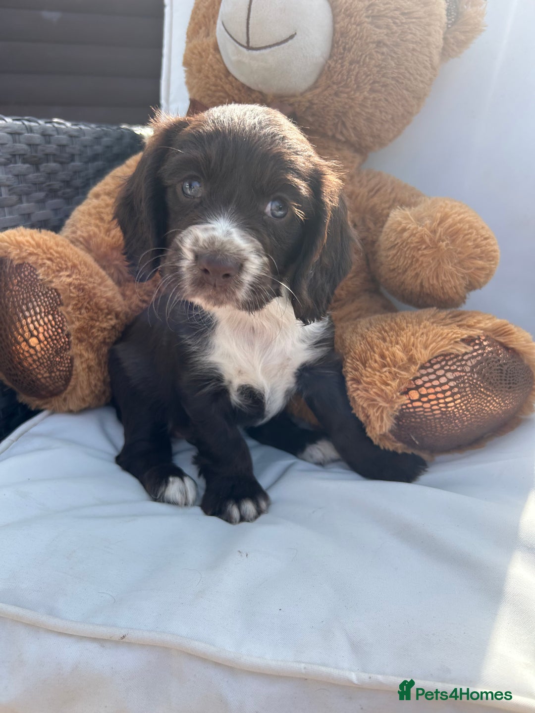 Cocker Spaniel dogs for sale: Miniature working Cocker spaniel puppies for sale - Image 35