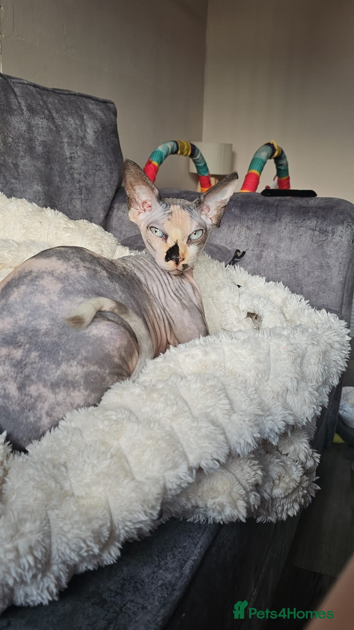 Sphynx cats 2 year female Sphynx  - Advert 12