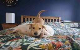 Mixed Breed dogs for sale: Parson Russell Cross Puppies  - Image 2