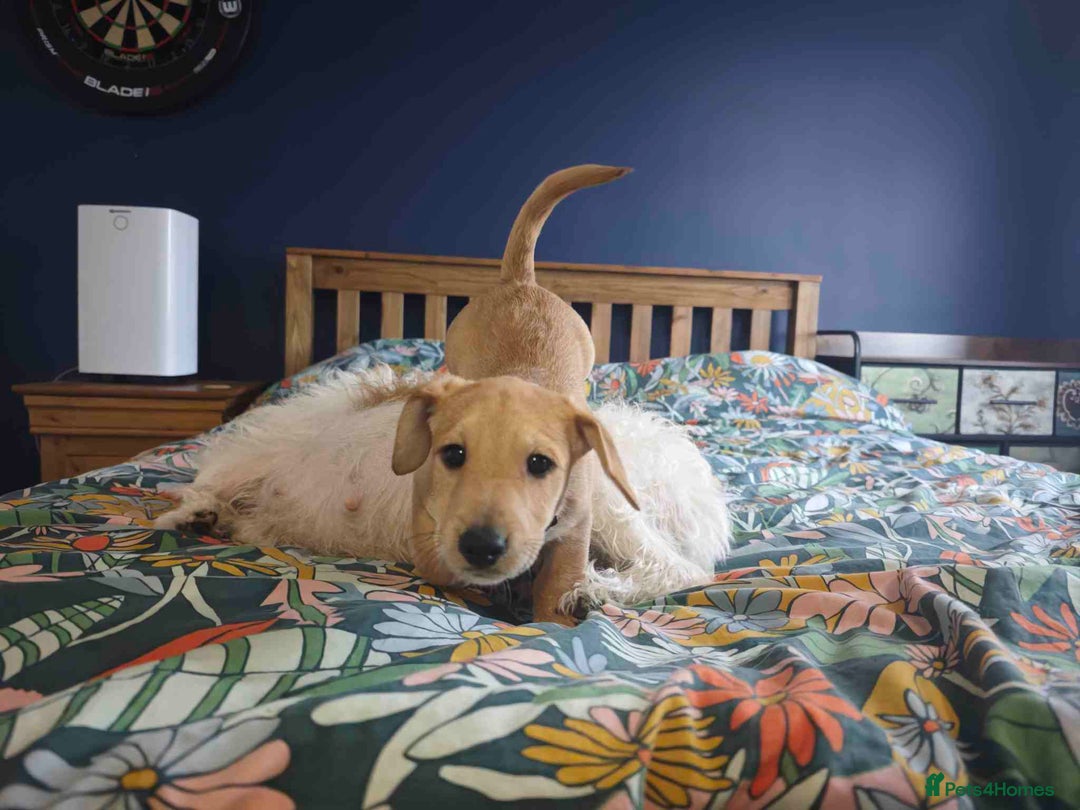 Mixed Breed dogs for sale: Parson Russell Cross Puppies  - Image 2