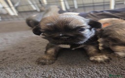 Shih Tzu dogs for sale: Shih tzus  - Image 17