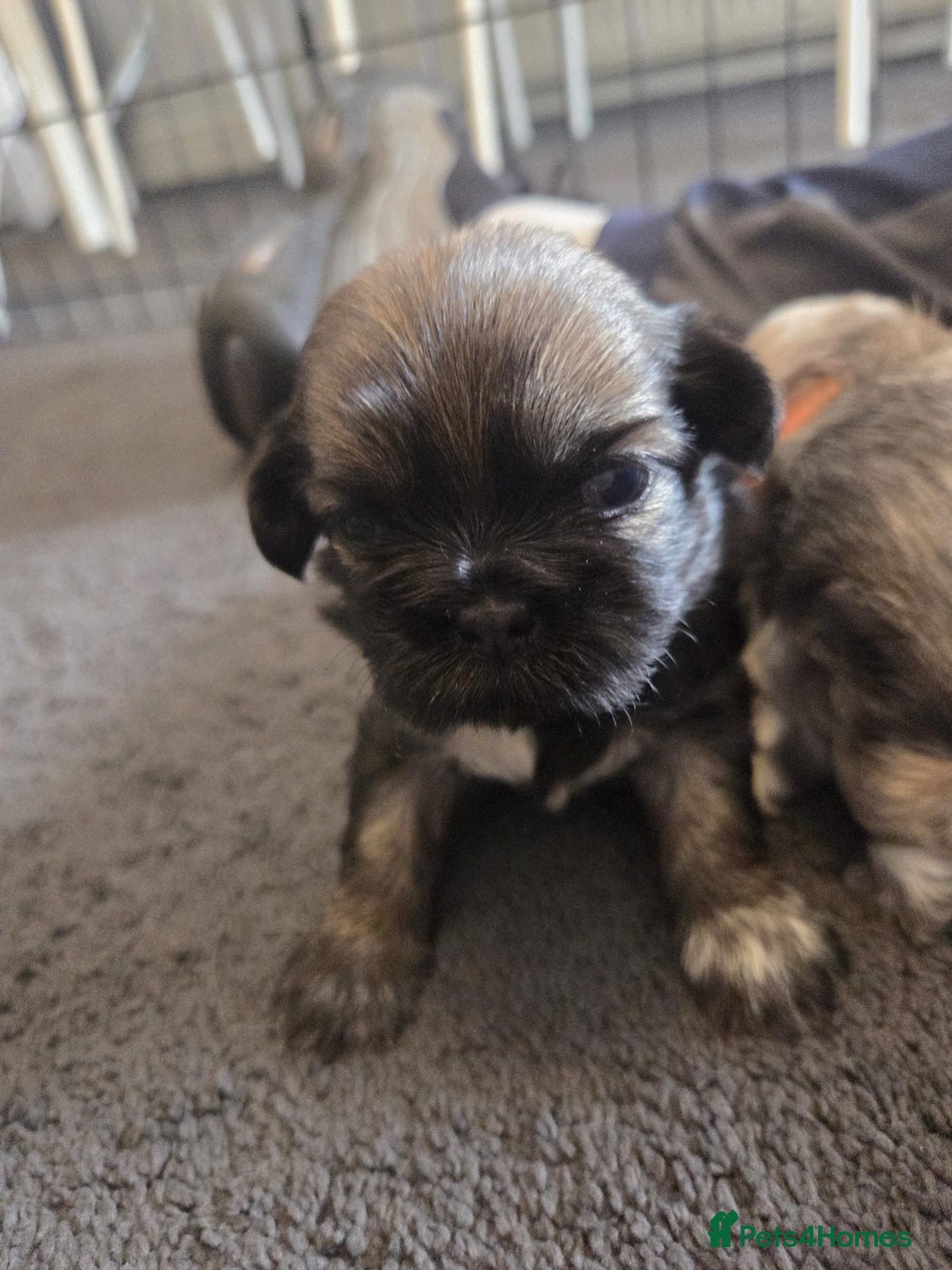 Shih Tzu dogs for sale: Shih tzus  - Image 17