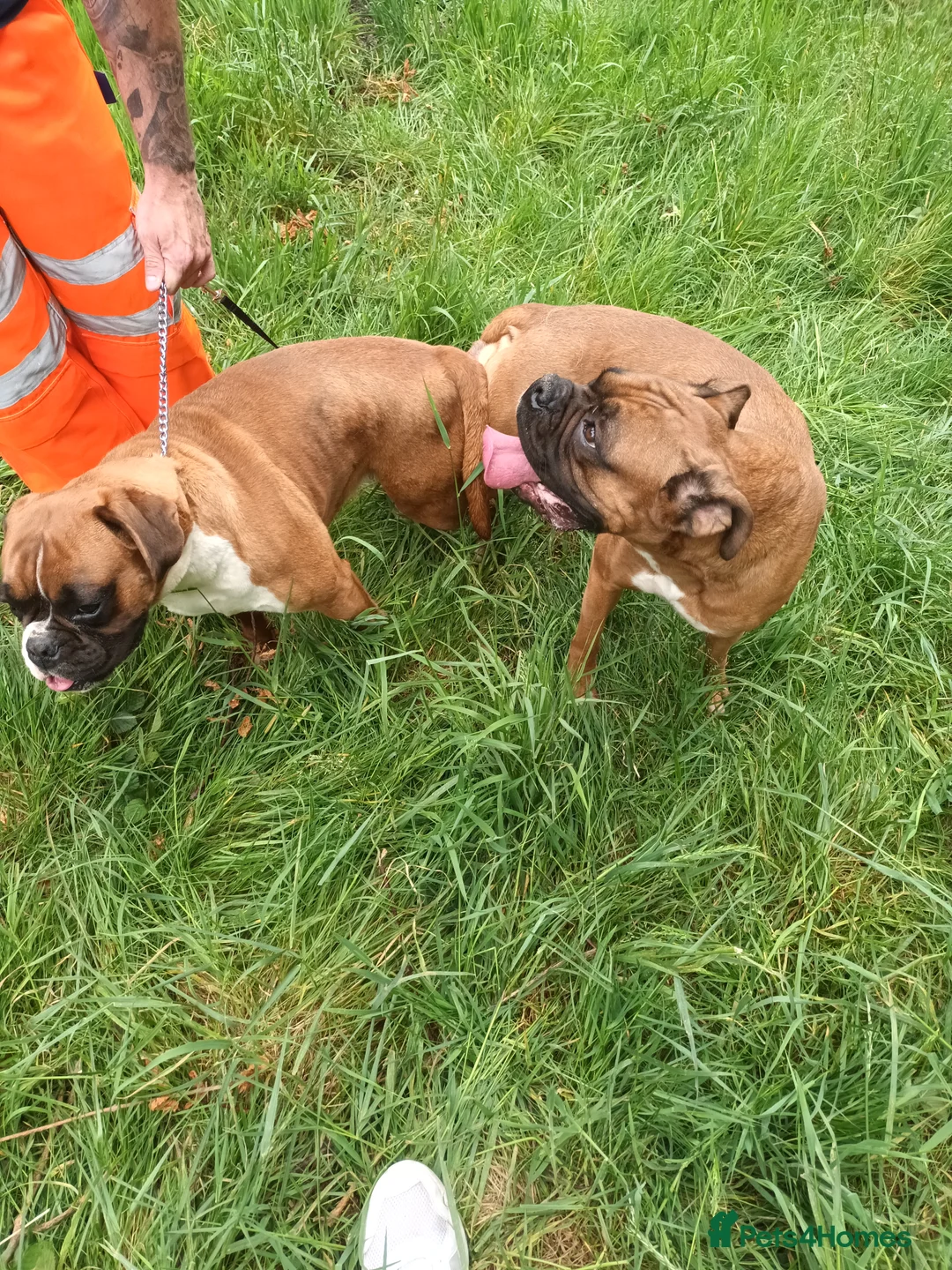 Boxer dogs for stud: KC Red and White Boxer to Stud - Advert 10