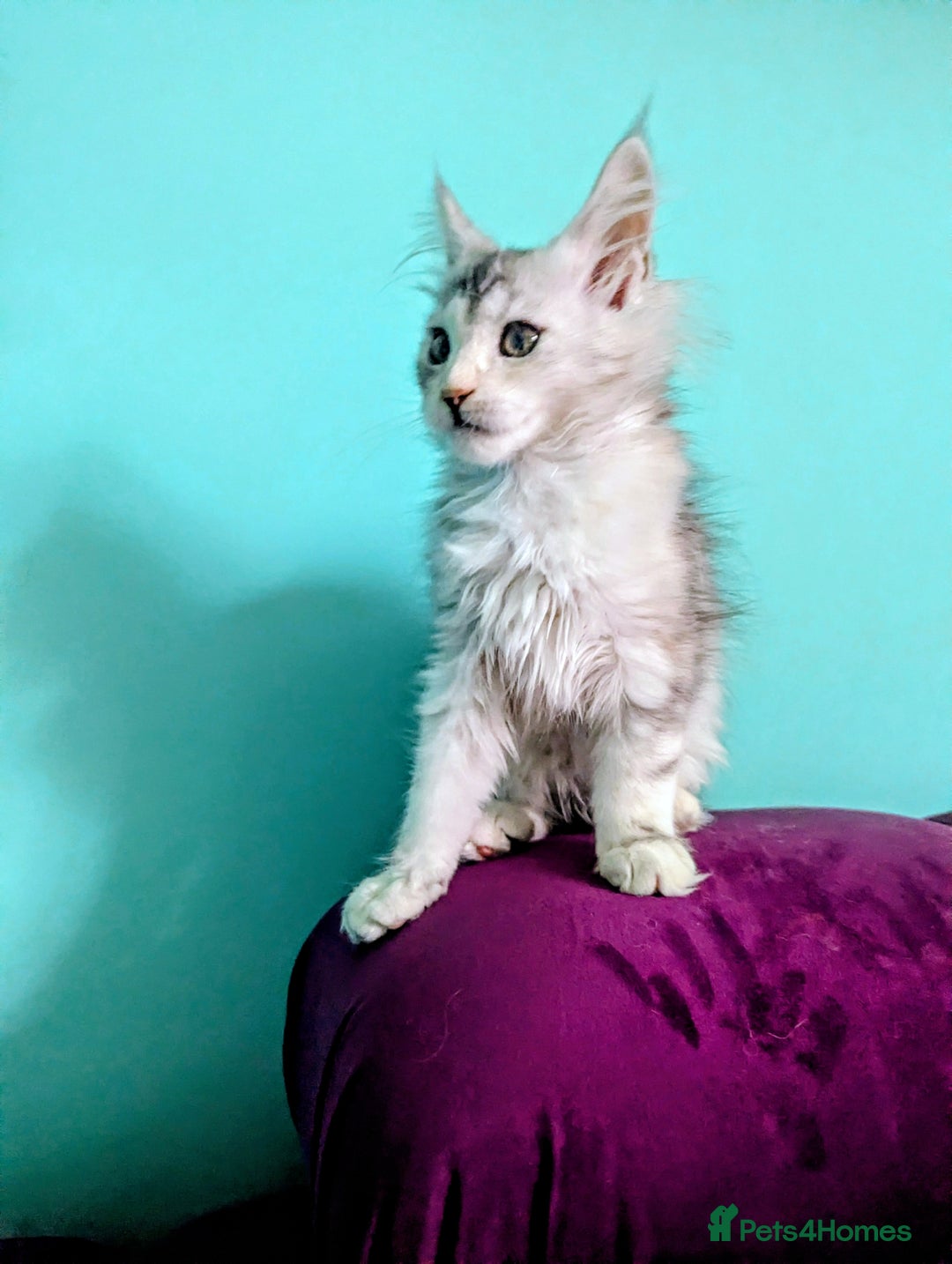 Maine Coon cats for sale: Beautiful Pedigree Maine Coon kittens  - Image 9