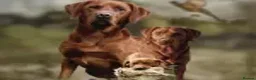 Labrador Retriever dogs for sale: Extensively Health Tested Labrador Puppies - Advert 4