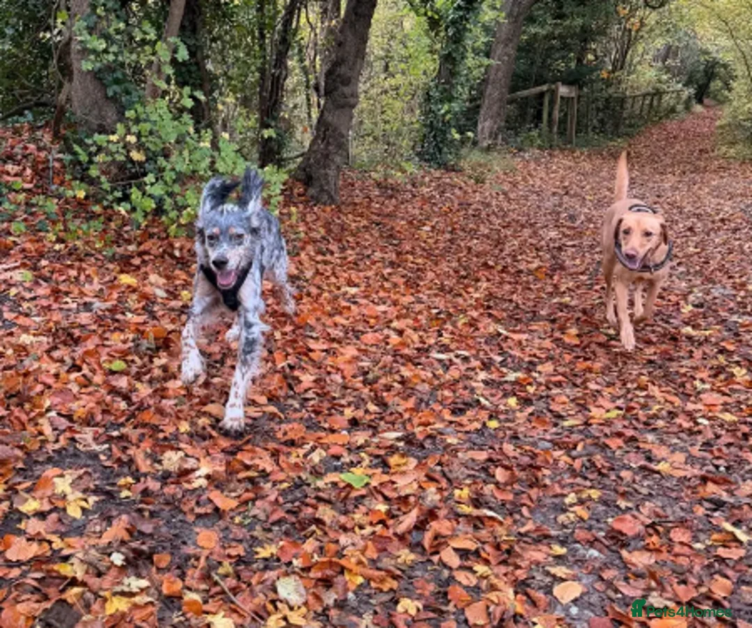 English Setter dogs for adoption: Sira (Inca) - Advert 10