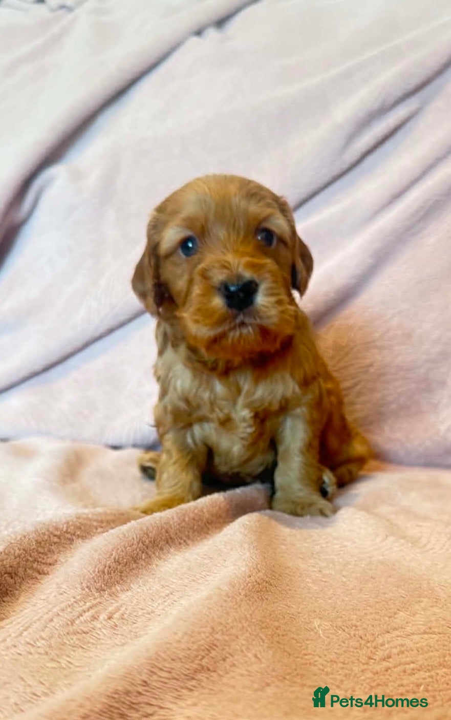 Cockapoo dogs Beautiful f1 cockapoo puppies  - Advert 2