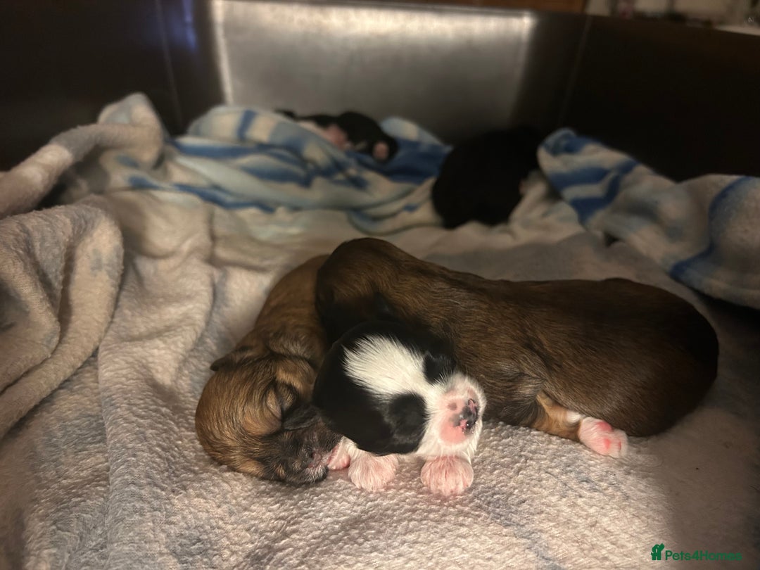 Lhasa Apso dogs for sale: 3rd generation Lhasa poo puppies  - Image 5