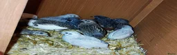 Quail poultry for sale: Quail  - Advert 2