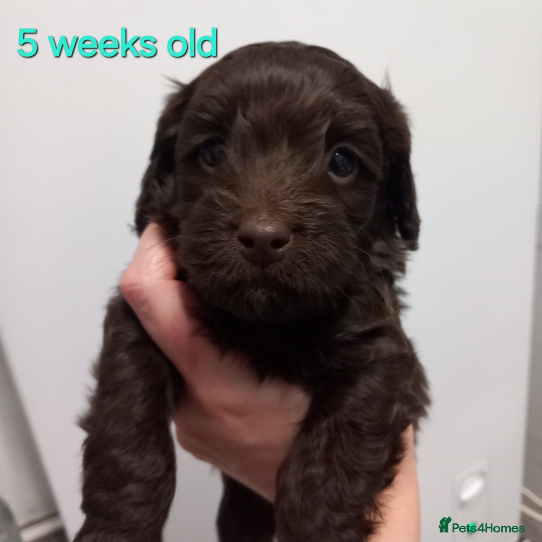 Cockapoo dogs for sale: cockapoo puppies  - Advert 4