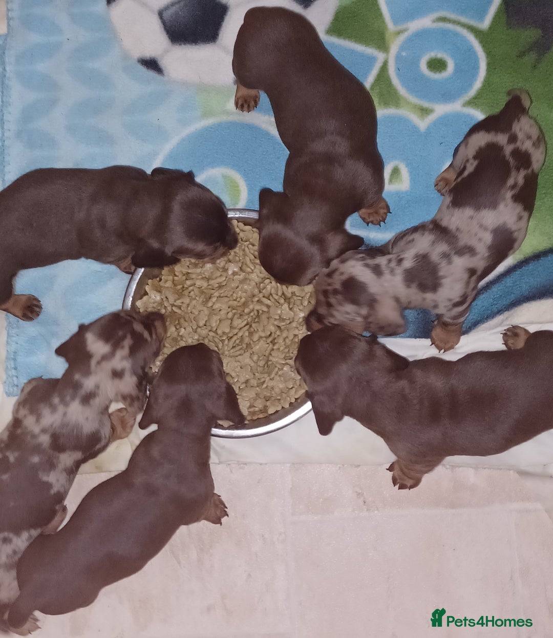 Miniature Dachshund dogs for sale: Chocolate Tan boy left - Image 7