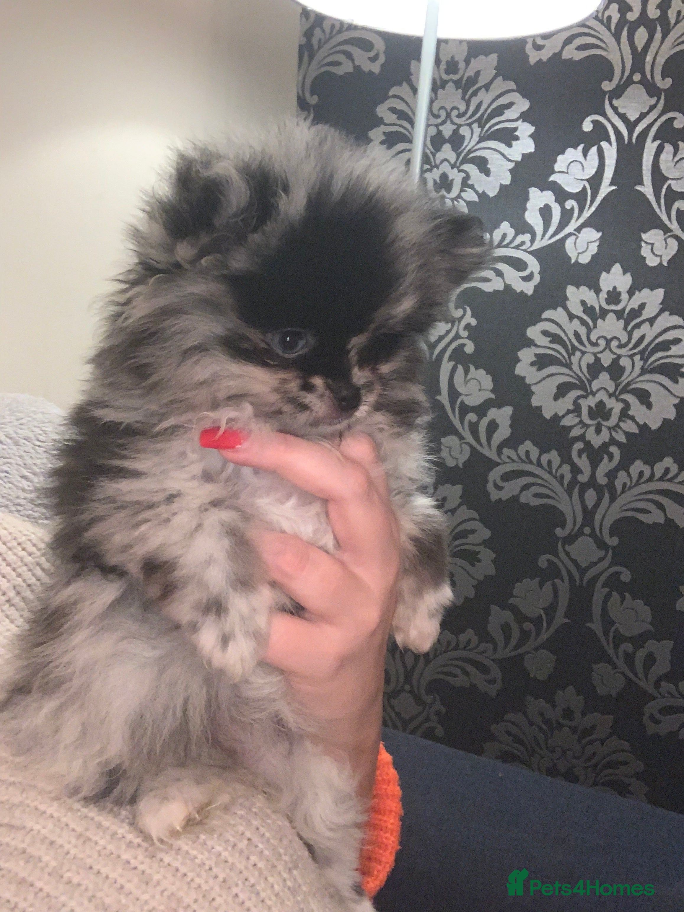 Pomeranian dogs UNIQUE POMERANIAN- Price negotiable - Advert 3