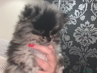 Pomeranian dogs UNIQUE POMERANIAN- Price negotiable - Advert 3