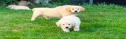 Golden Retriever dogs for sale: GOLDEN RETREIVER PUPPIES - Advert 17