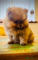 Pomeranian dogs - Advert 12