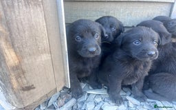 Labrador Retriever dogs for sale: Incredible repeat mating  - Image 12