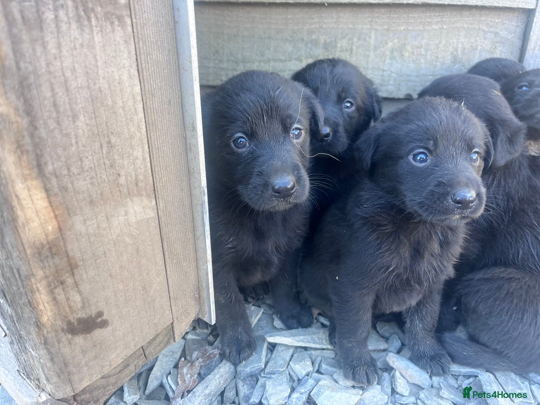 Labrador Retriever dogs for sale: Incredible repeat mating  - Image 12