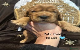 Cockalier dogs for sale: Adorable cockalier puppies 💙🩵💜❤️🩷 - Advert 17