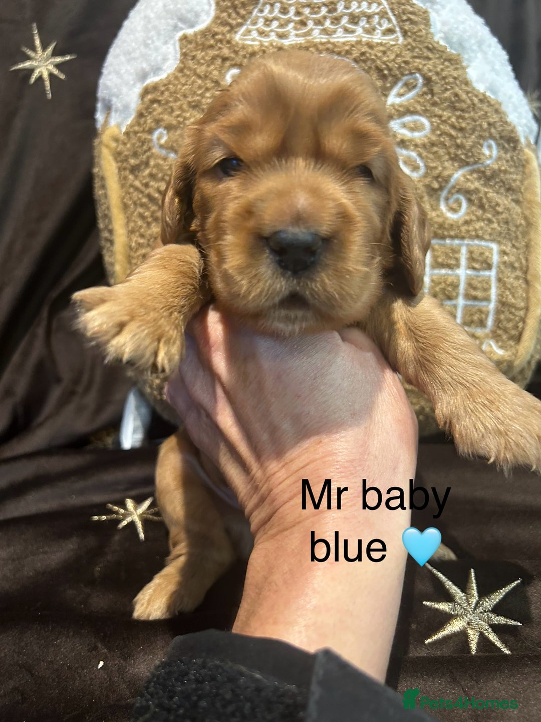 Cockalier dogs for sale: Adorable cockalier puppies 💙🩵💜❤️🩷 - Advert 17