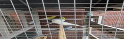 Budgerigars birds for sale: Aviary of Healthy Mixed Budgies/Selling The Group in Leicester - Advert 3