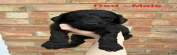 Cockapoo dogs for sale: 6 beautiful miniature cockapoos  - Advert 4