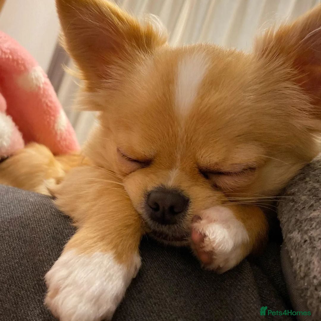 Chihuahua dogs for sale: Beautiful Puppy Bella Looking for a Loving Home - Image 2