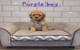Cavachon dogs for sale: Beautiful Cavapoochons 🥰 - Image 7