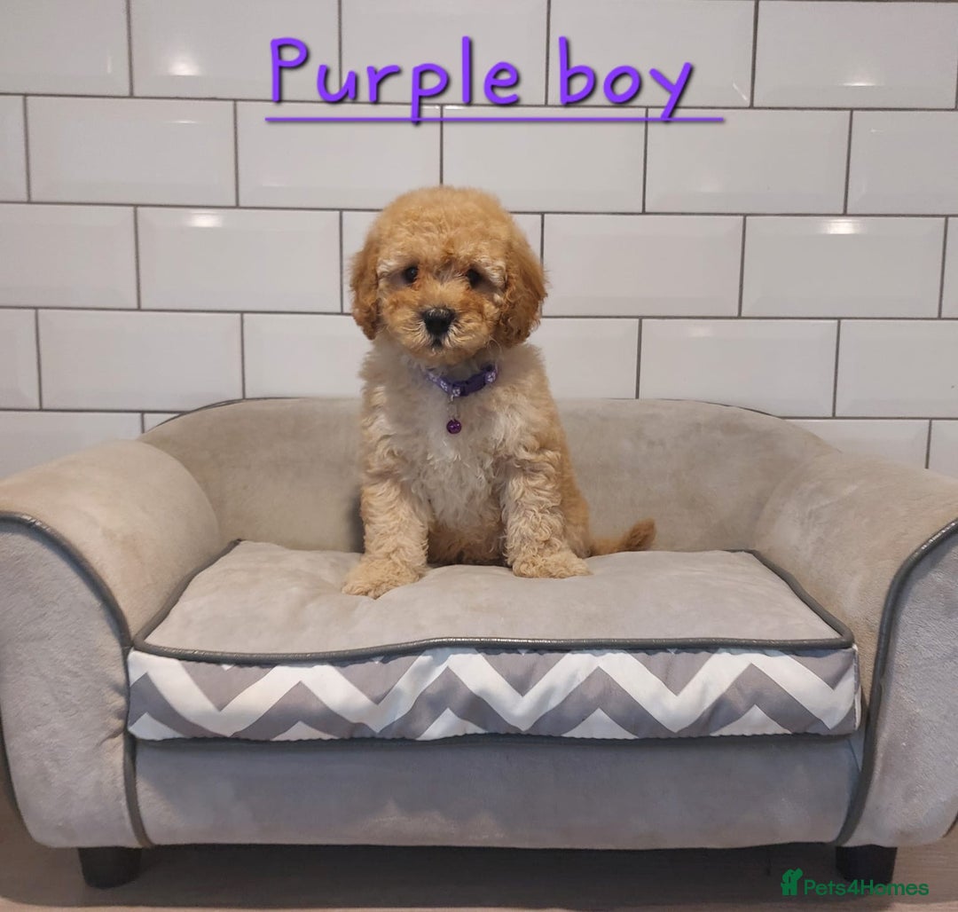 Cavachon dogs for sale: Beautiful Cavapoochons 🥰 - Image 7