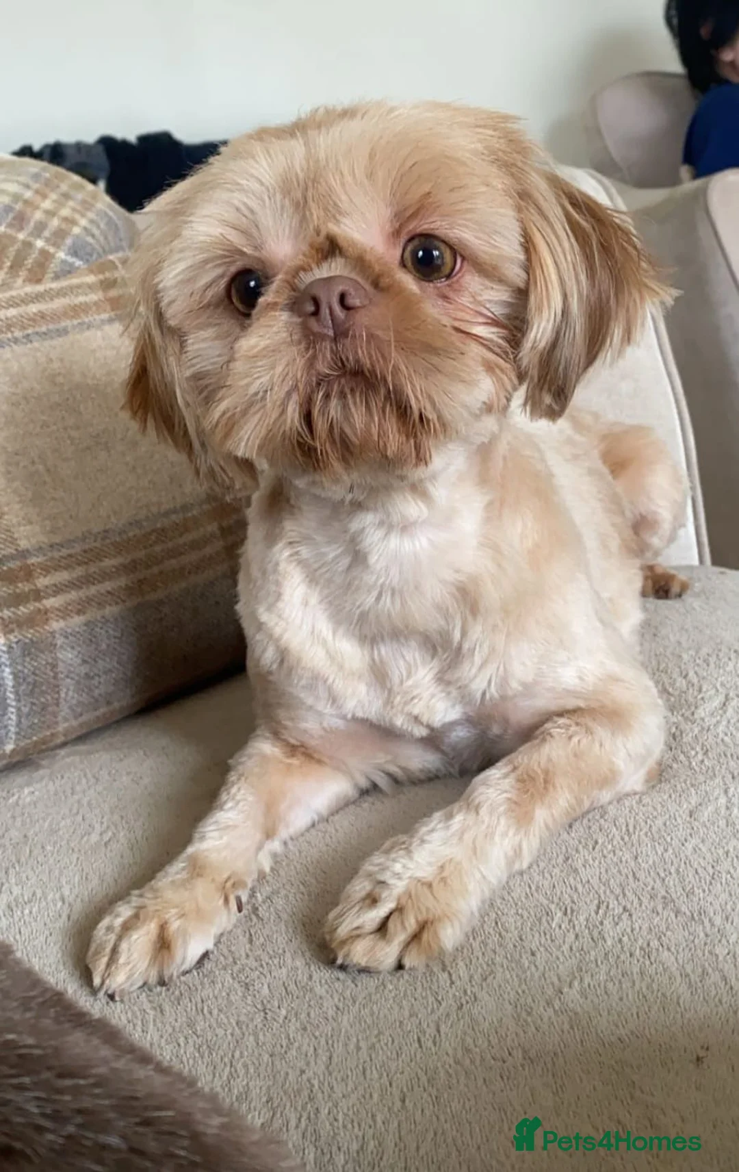 Shih Tzu dogs for sale: CHOCOLATE KC REG IMPERIALS BEST LINES 2 girls left - Advert 12
