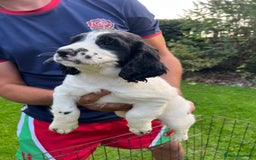 English Springer Spaniel dogs for sale: Traditional English springer spaniels  - Image 12