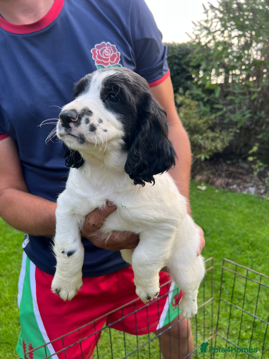 English Springer Spaniel dogs for sale: Traditional English springer spaniels  - Image 12